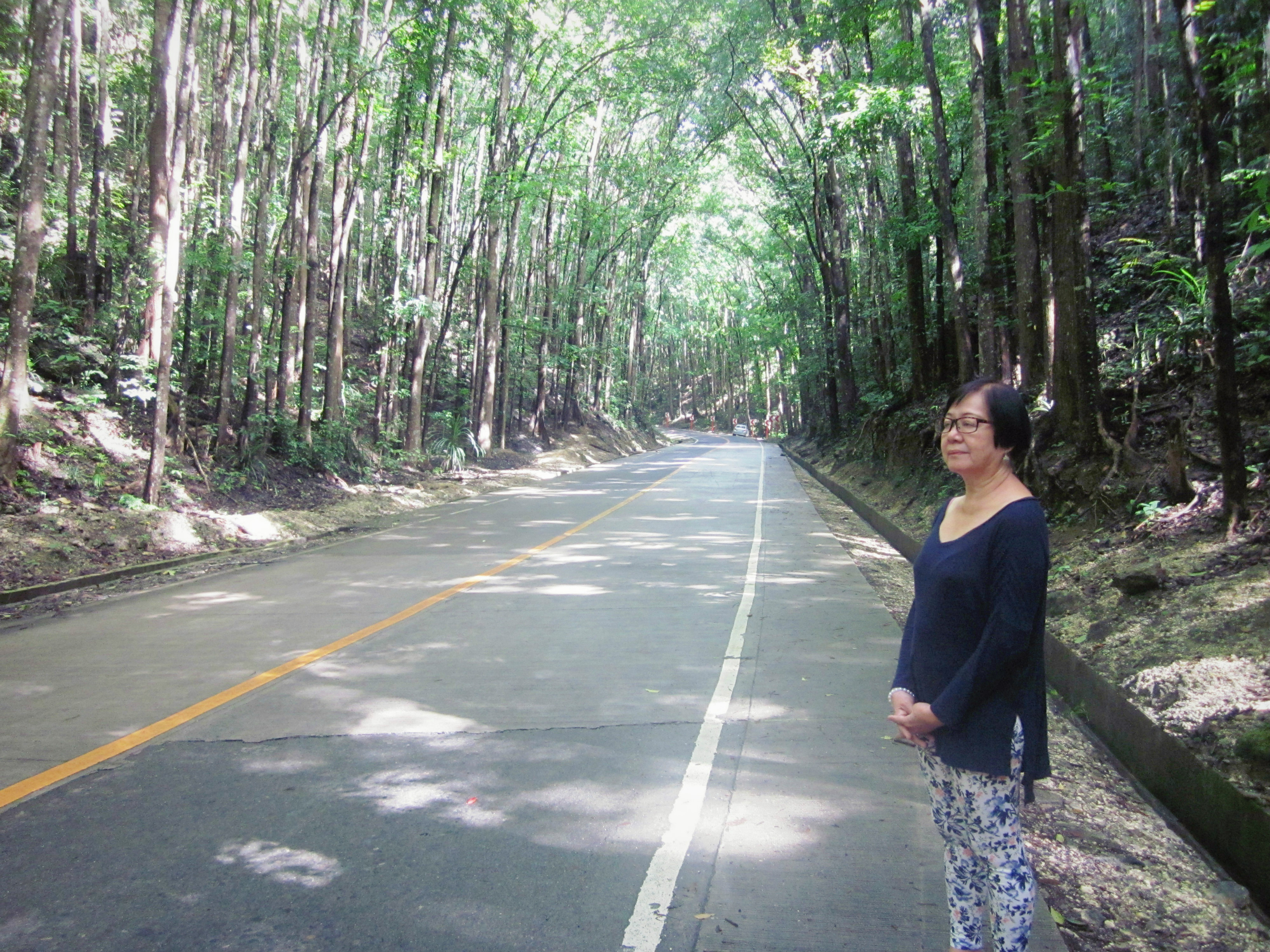 bohol-man-made-forest